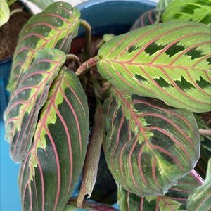Green Prayer Plant plant photo by Marie named Prayer on Greg, the plant care app.