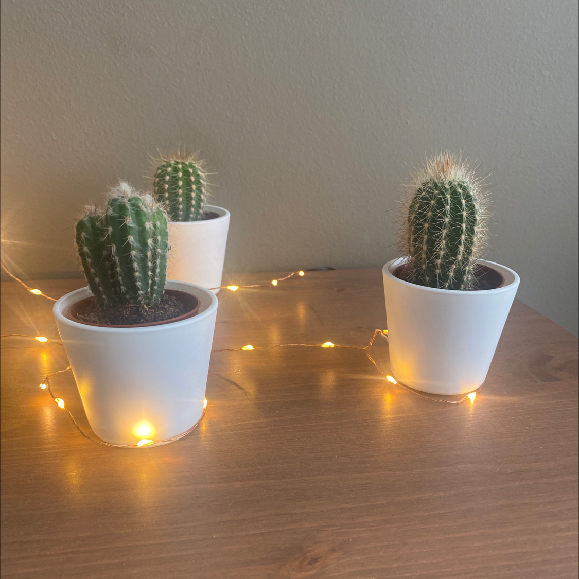 Three healthy Simpson Hedgehog Cactus plants in white pots on a wooden surface with string lights in the background.