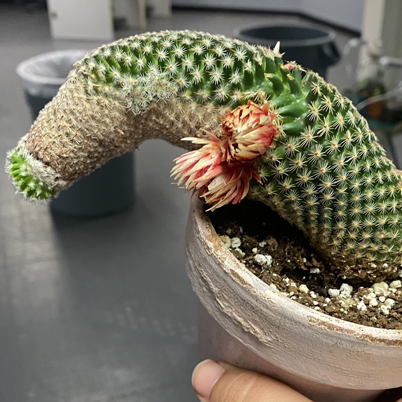 Photo of the plant species Arizona Rainbow Cactus by @LaurenGravey named Diana Ross on Greg, the plant care app