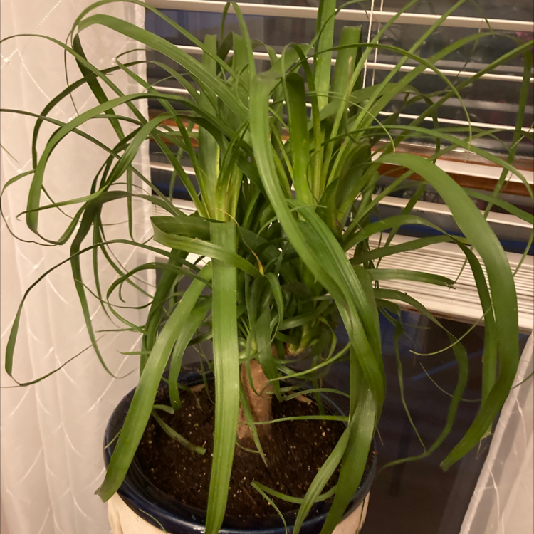 Ponytail Palm plant photo by Charlene named McKinley on Greg, the plant care app.