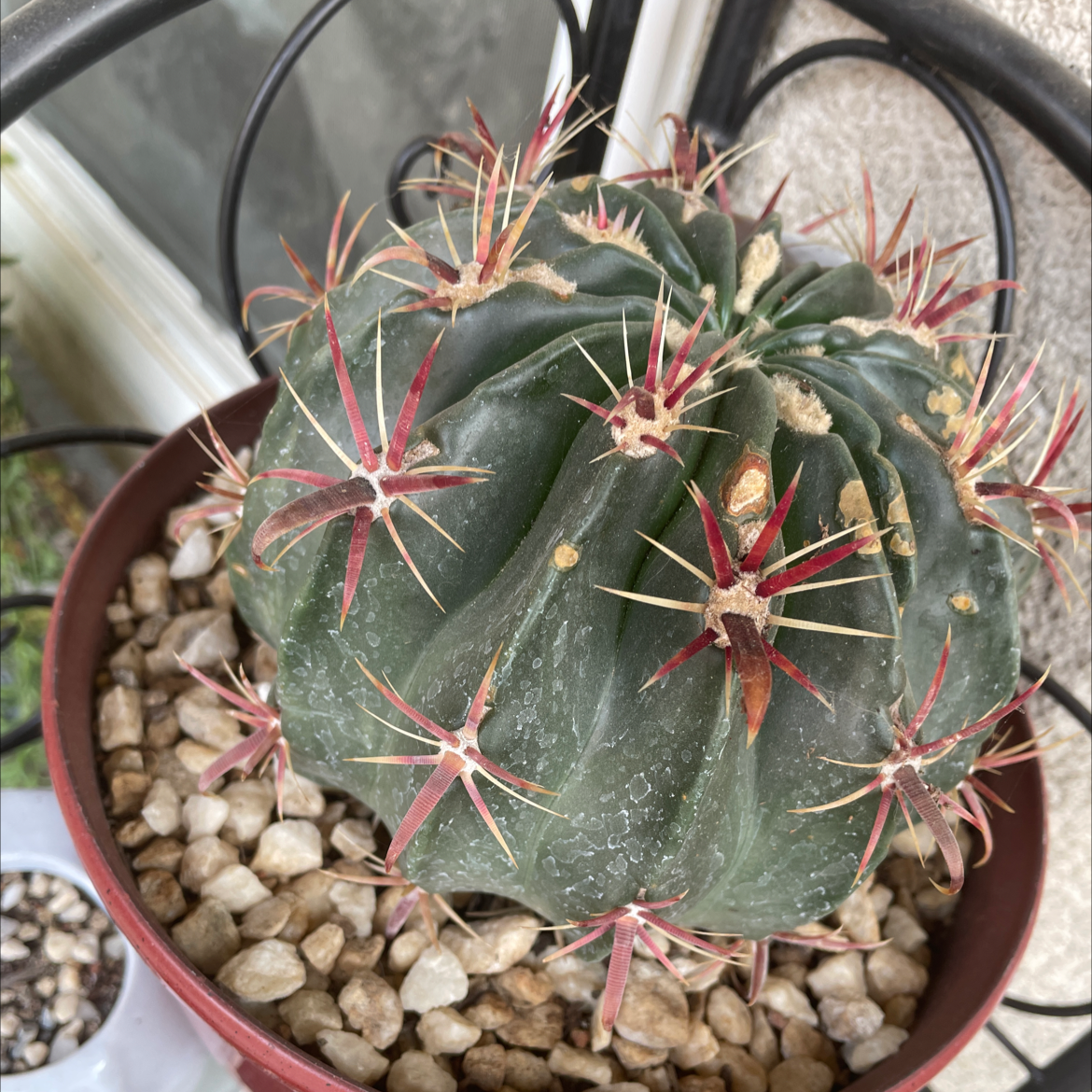 Devil's Tongue Barrel Cactus in a pot with rocky soil, showing prominent spines.