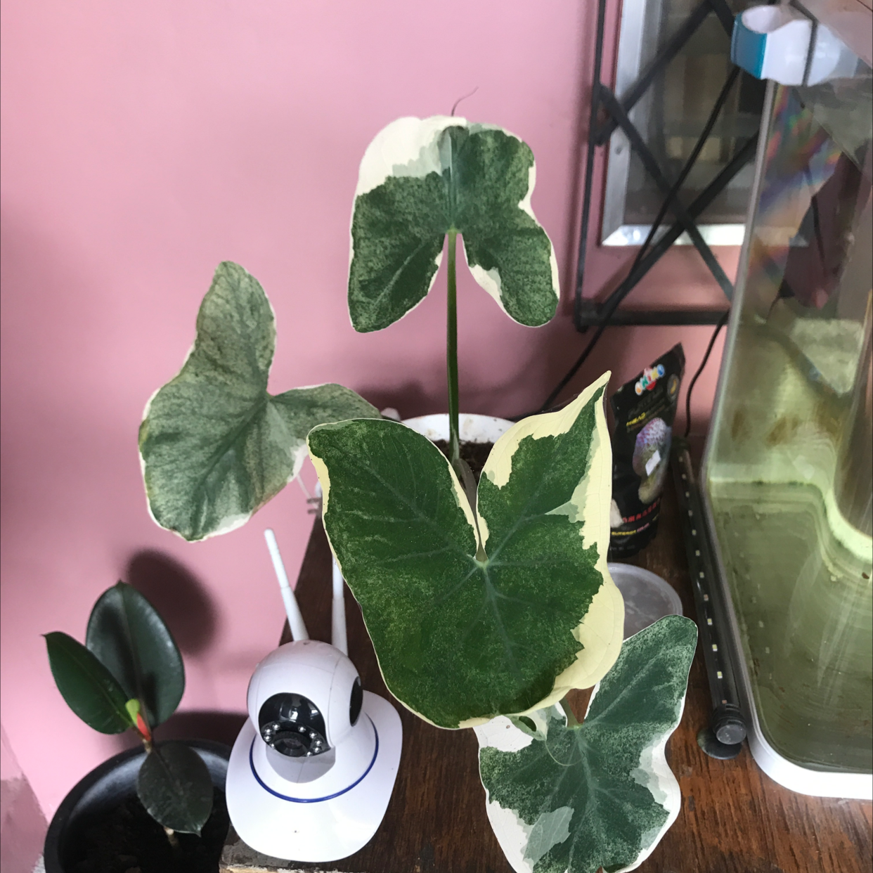 Mickey Mouse Taro plant with variegated leaves indoors on a wooden surface near a window.
