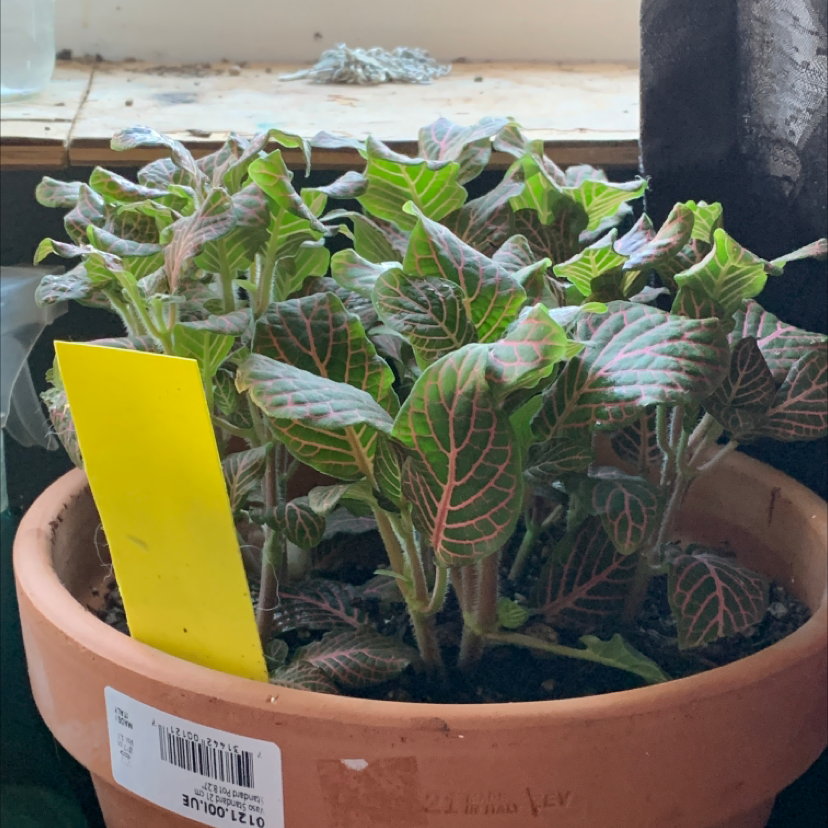 Nerve Plant plant photo by @Electric named Aiko on Greg, the plant care app.