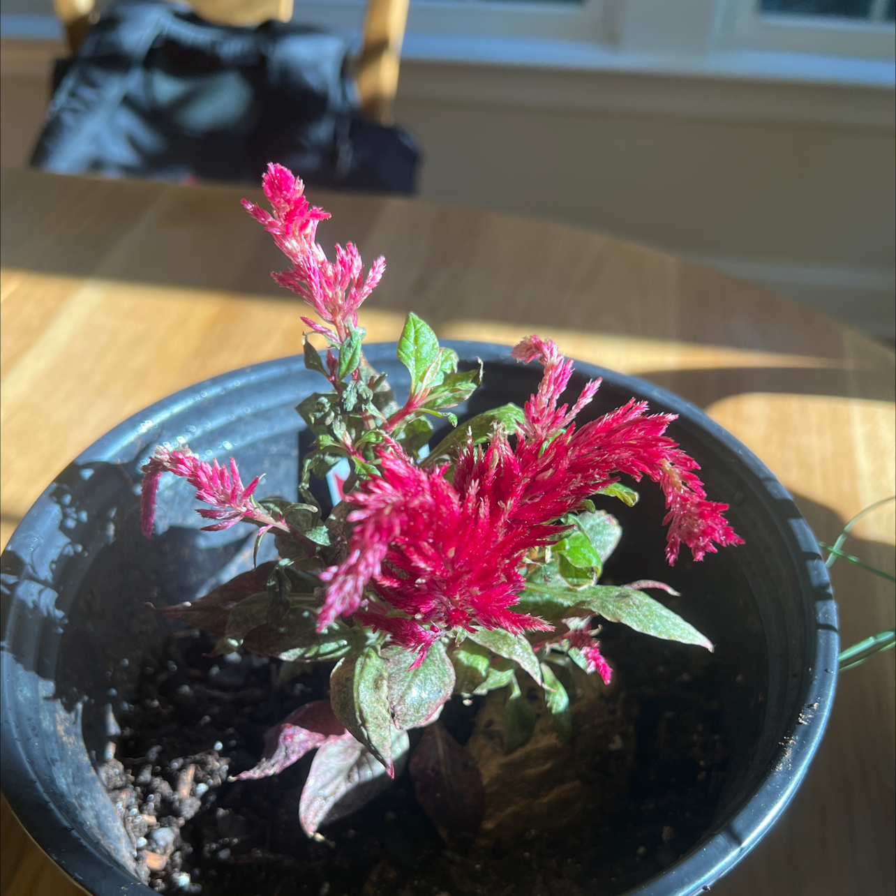 Vibrant pink cockscomb flower with lush green foliage in a black ceramic pot, showing a healthy and well-cared for plant.