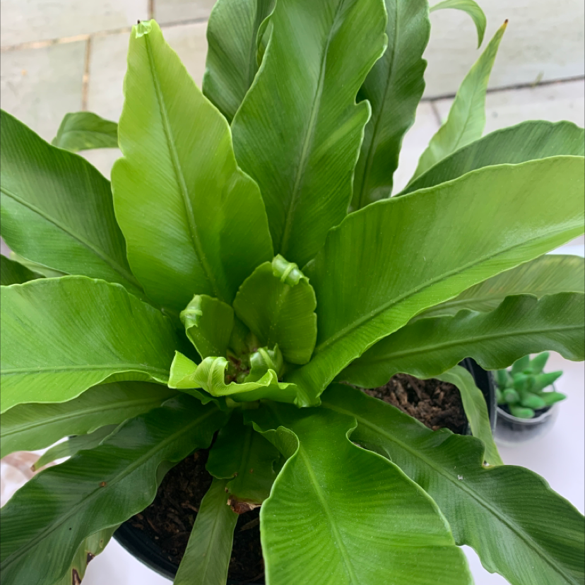 Healthy Japanese Bird's Nest Fern with vibrant green leaves in a pot.