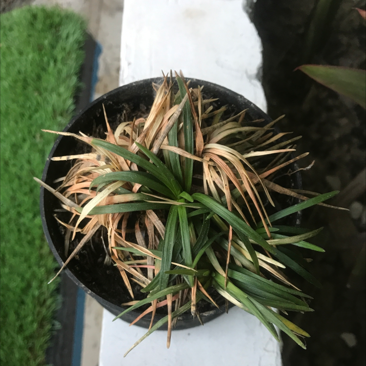 Potted Mondo grass with green and brown leaves, visible soil.