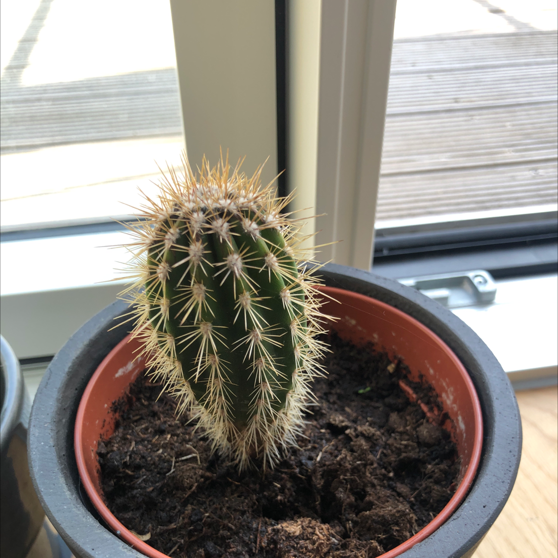 Photo of the plant species Mammillaria tenango del valle cactus by Markus named Spike Lee on Greg, the plant care app
