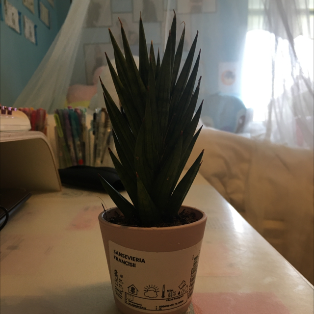 Photo of the plant species Sansevieria francisii by @mochi named Your plant on Greg, the plant care app
