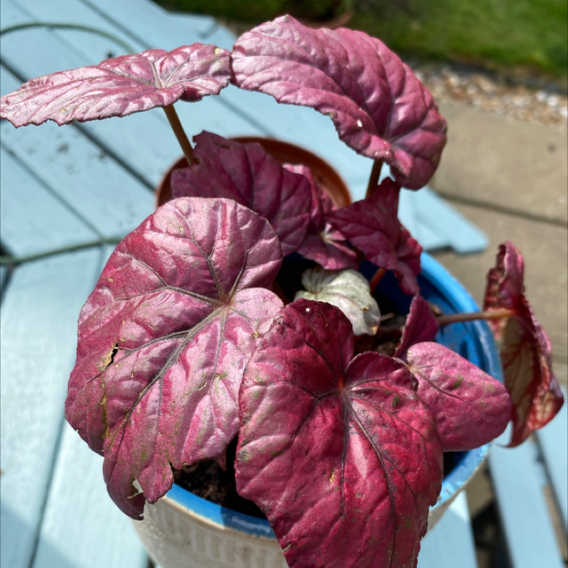 Rex Begonia plant photo by @jodielawrenceplants named Lola on Greg, the plant care app.