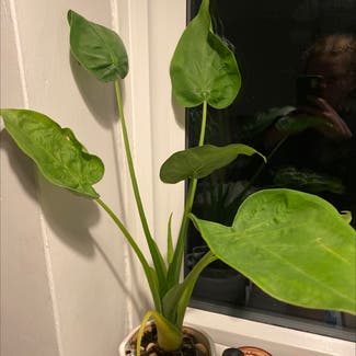 Chinese Taro plant in Somewhere on Earth