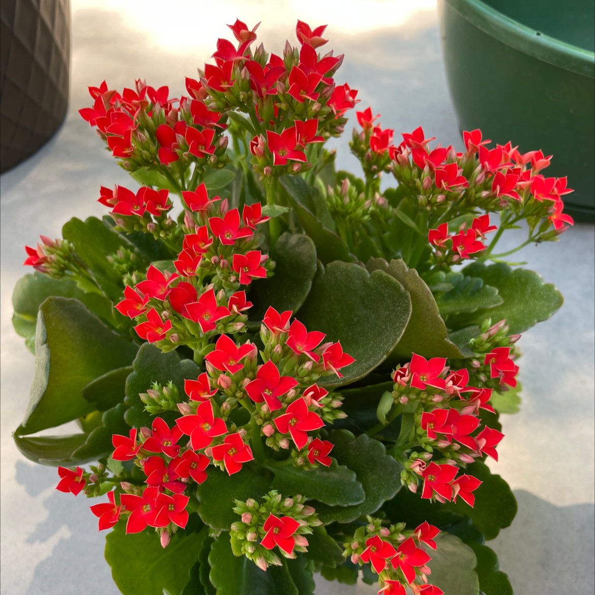 Photo of the plant species Florist Kalanchoe by @FabulousMady named Caly on Greg, the plant care app