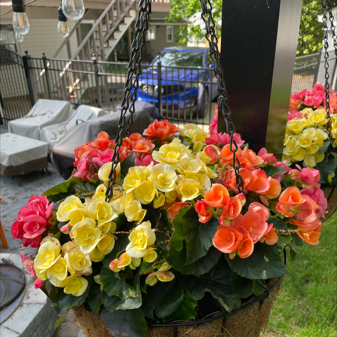 Hanging basket of Tuberous Begonia with vibrant yellow and orange flowers.