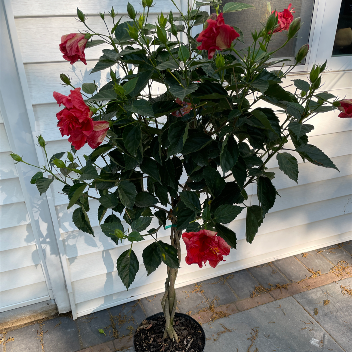 Chinese Hibiscus plant with red flowers and green leaves in a pot, against a white wall.