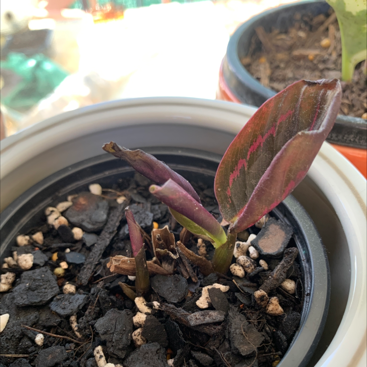 Photo of the plant species Musk Brush by @kiahmei named Calathea on Greg, the plant care app