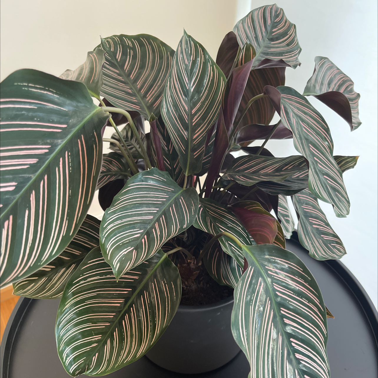 Pinstripe Calathea plant photo by @princesspraha named Stella on Greg, the plant care app.