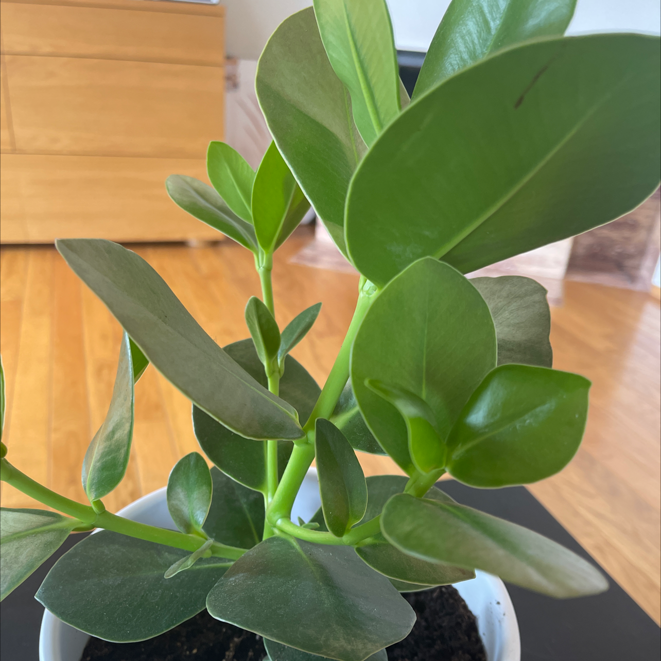 Autograph Tree plant photo by @princesspraha named Zigmund (Ziggy) on Greg, the plant care app.