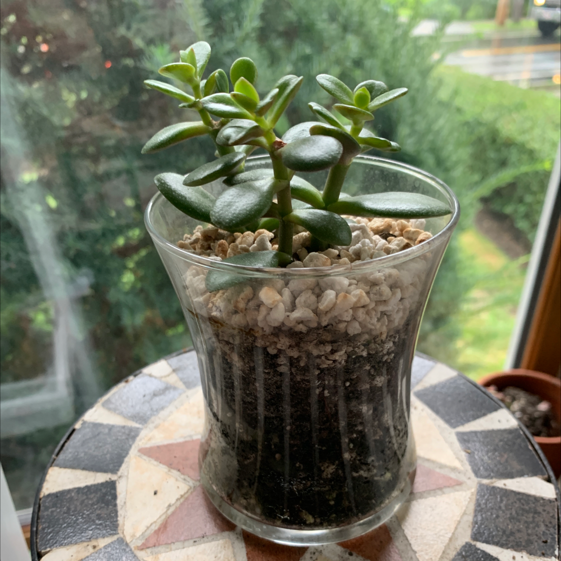 Lucky Plant plant photo by @Kissmycactass named Your plant on Greg, the plant care app.