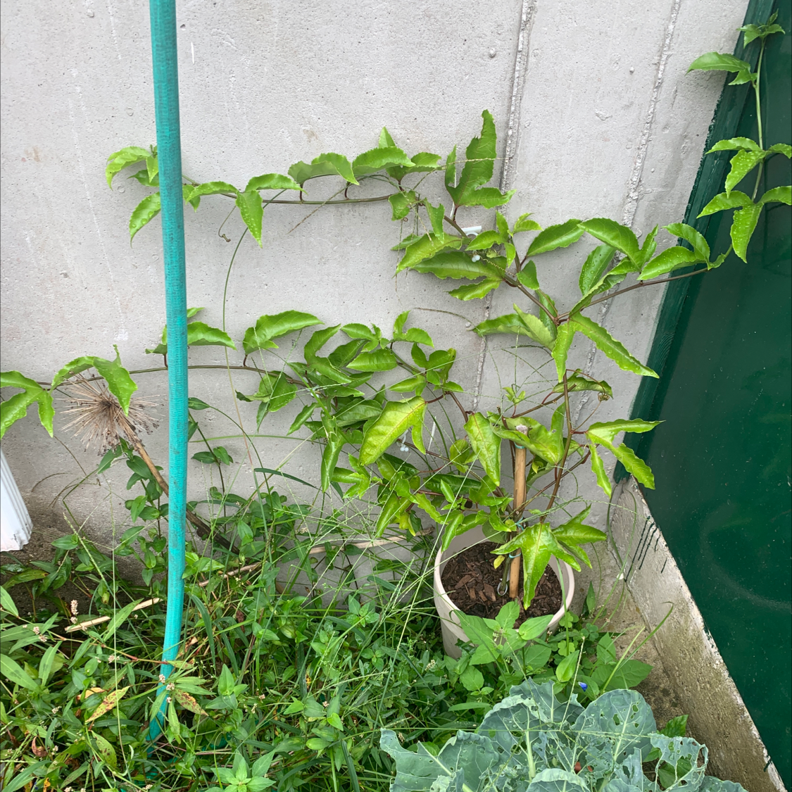 Potted Passion Fruit plant climbing against a wall with visible soil and healthy green leaves.