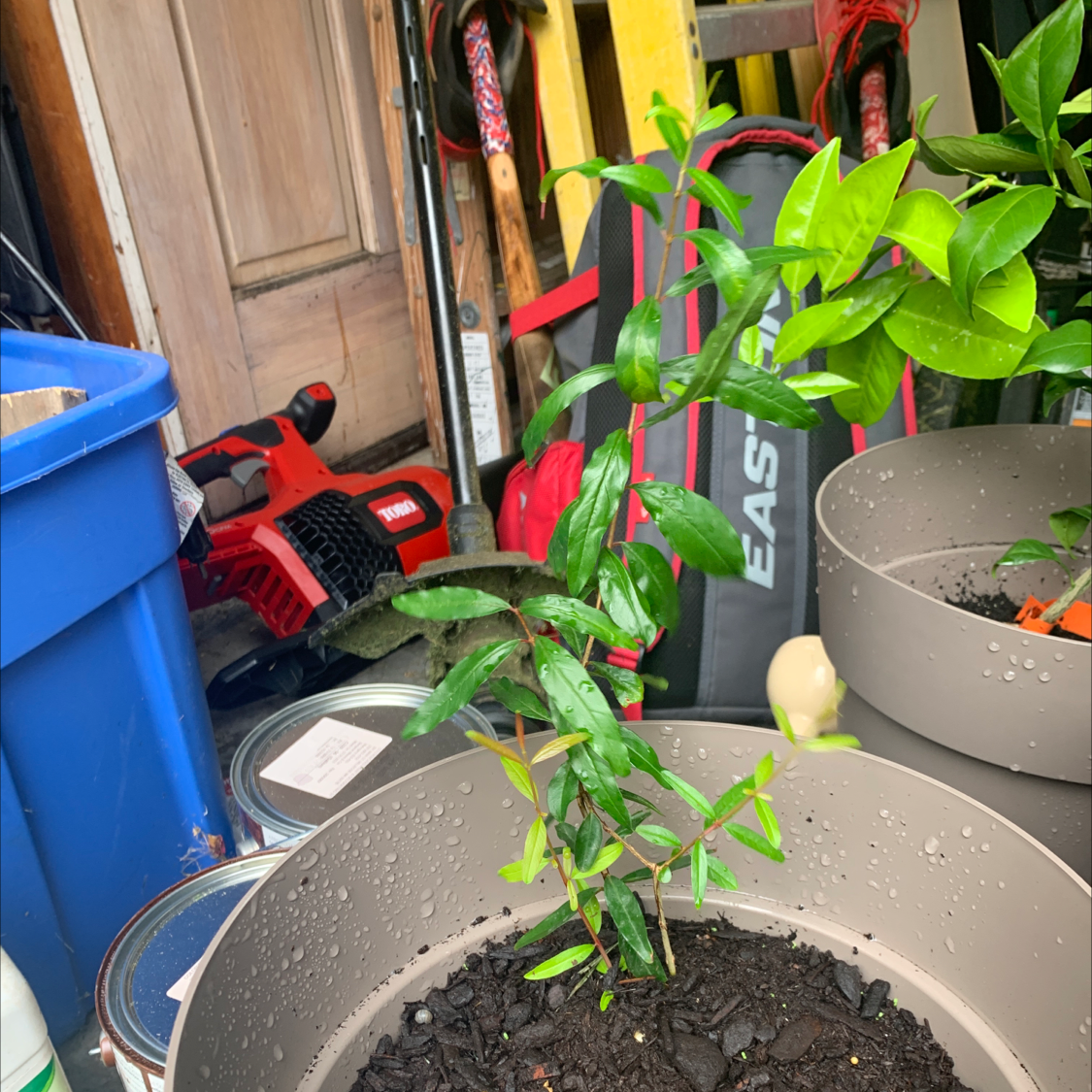 Young pomegranate plant in a pot with healthy green leaves, indoors with various tools around.