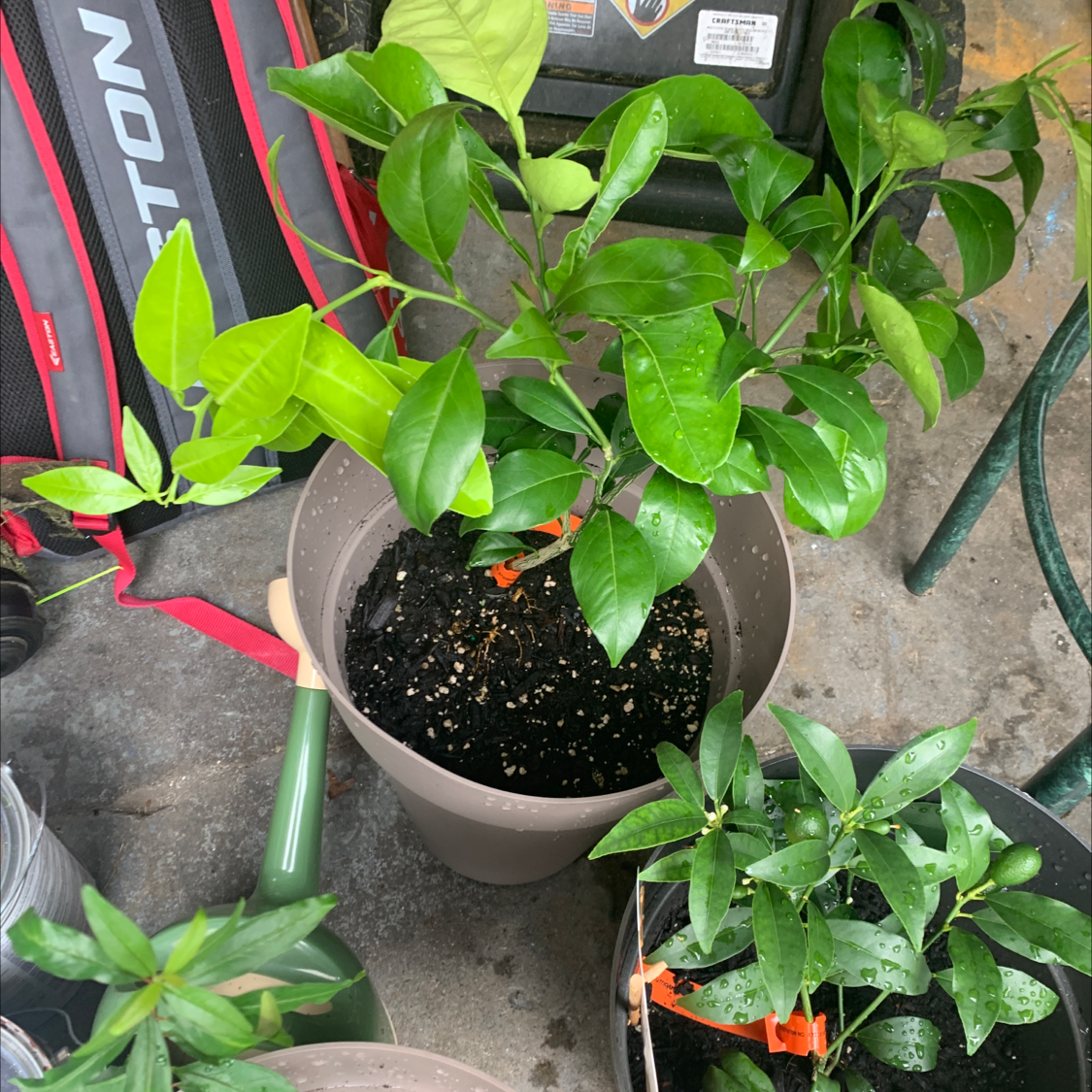 Photo of the plant species Orange Tree by @Kissmycactass named Your plant on Greg, the plant care app