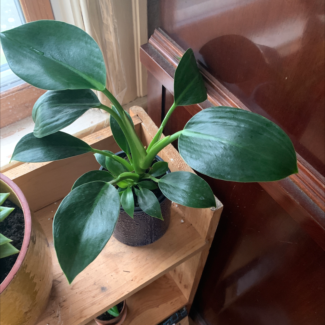 Healthy Variegated Philodendron plant on a wooden shelf near a window.