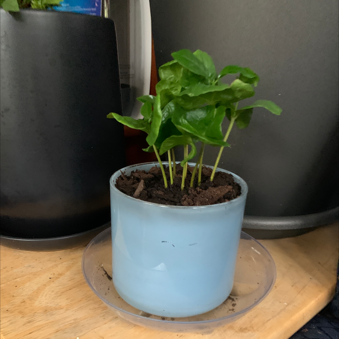 Photo of the plant species Dwarf Beech by @Kissmycactass named Your plant on Greg, the plant care app