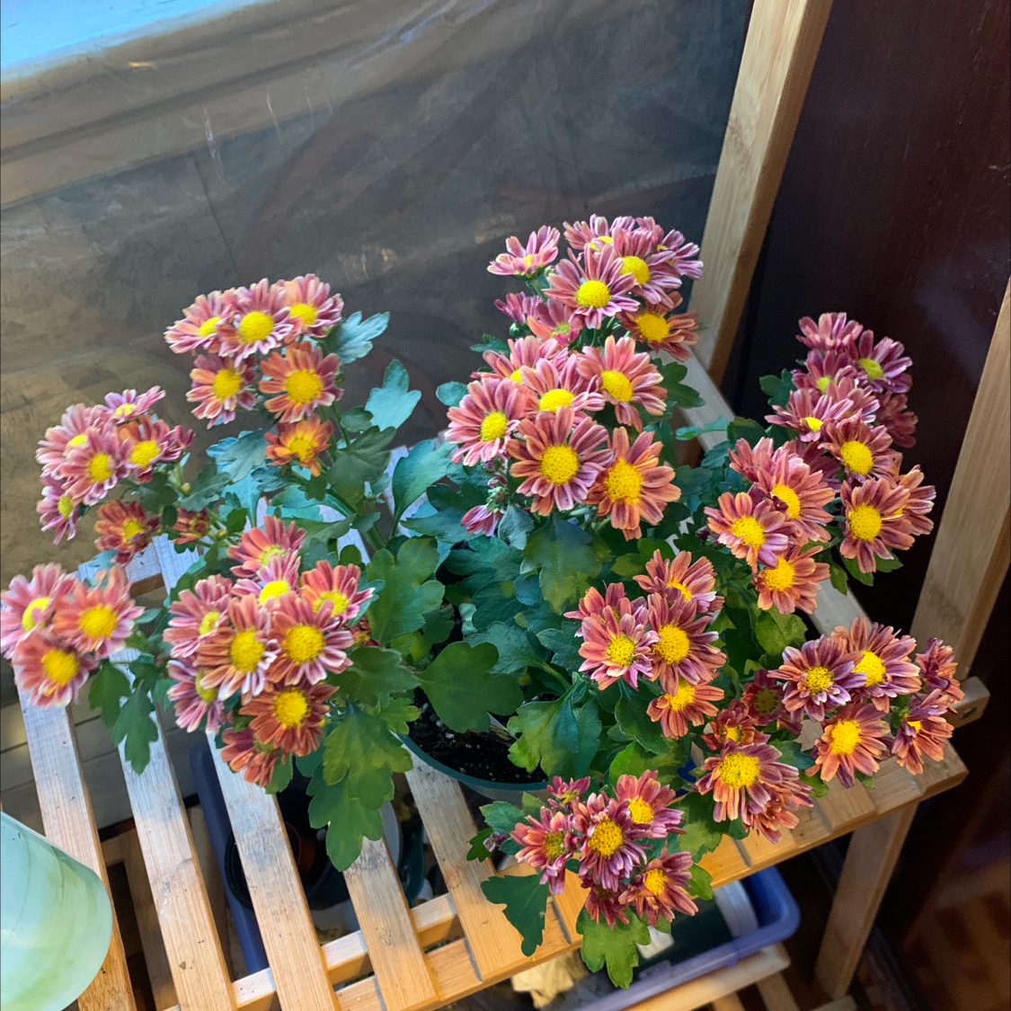 Healthy Giant Crego Aster with vibrant flowers in a pot on a wooden stand.
