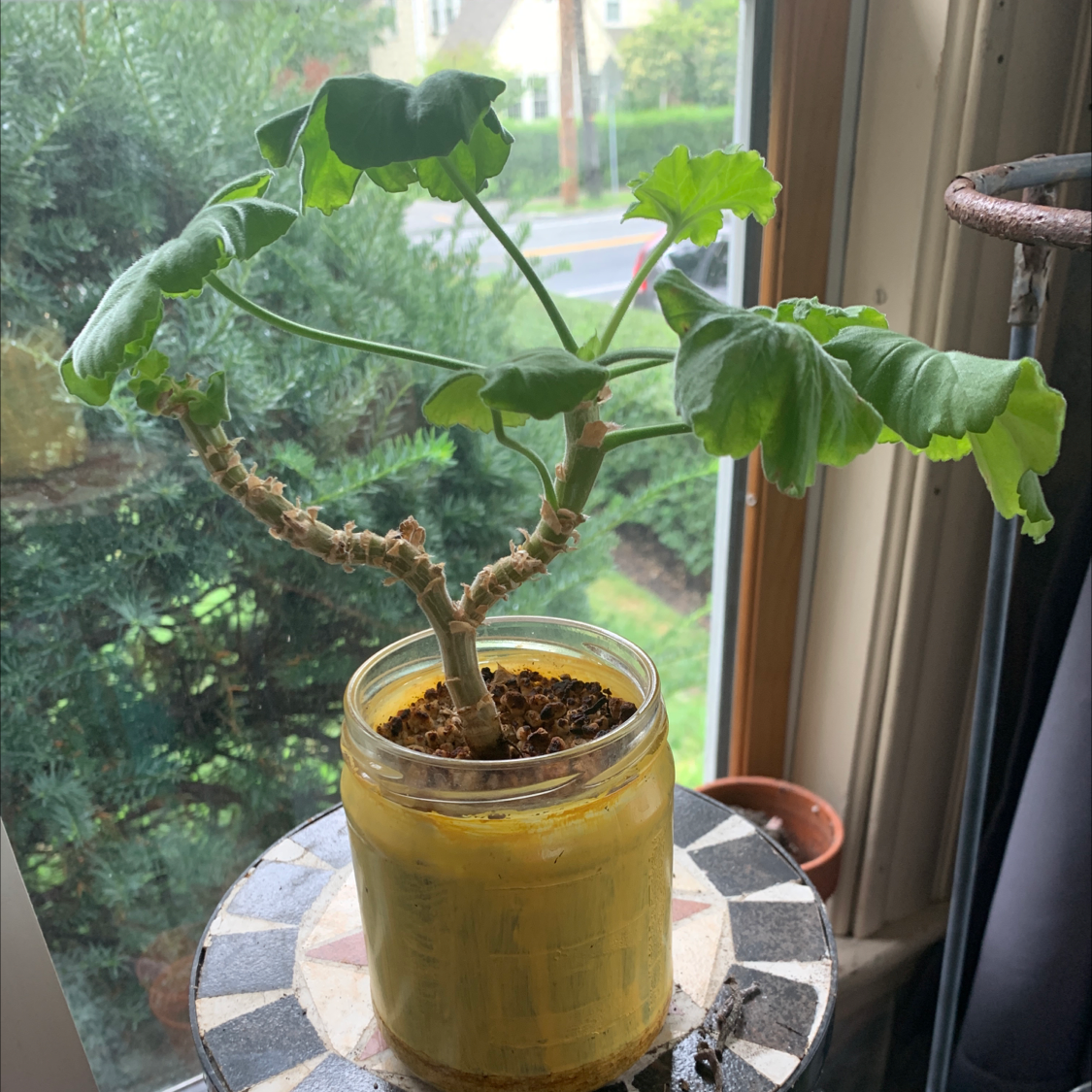 Photo of the plant species Zonale Geranium by @Kissmycactass named Your plant on Greg, the plant care app