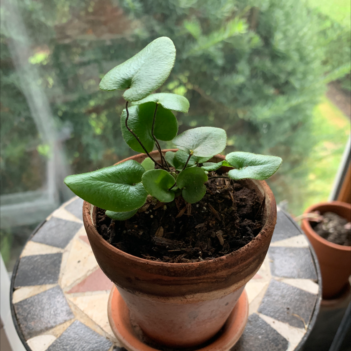 Potted Golden Leather Fern with healthy green leaves on a patterned surface near a window.