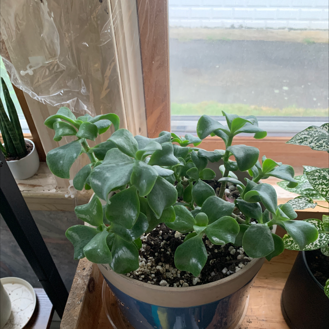 Ripple Jade plant photo by @Kissmycactass named Your plant on Greg, the plant care app.