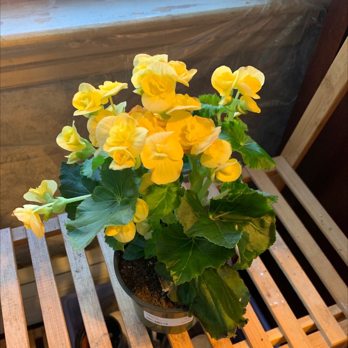 Photo of the plant species Tuberous Begonia by @Kissmycactass named Your plant on Greg, the plant care app