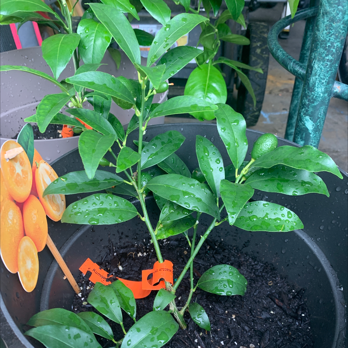 Photo of the plant species Oval kumquat by @Kissmycactass named Your plant on Greg, the plant care app