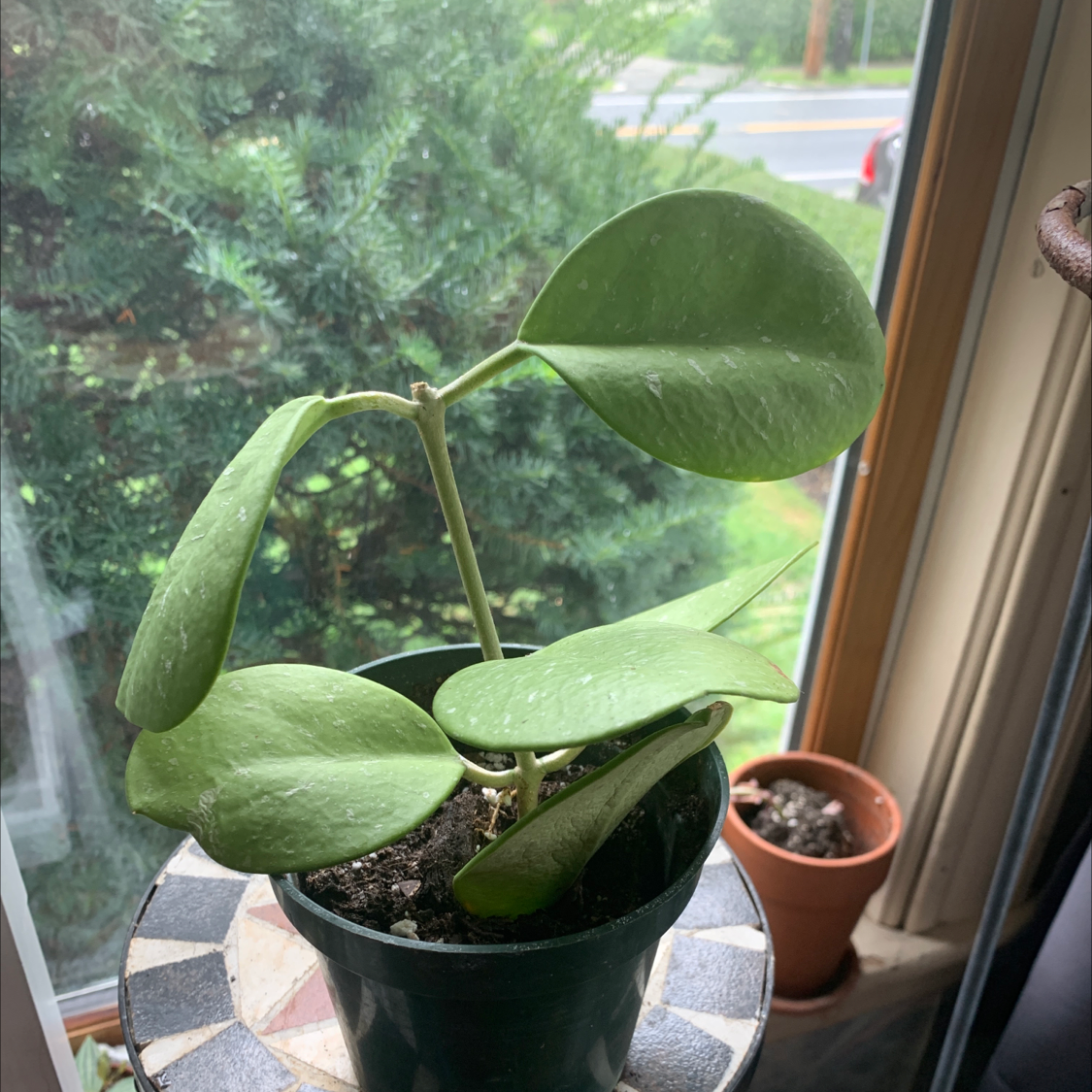 Hoya australis 'Bordvare' plant in a pot near a window with large green leaves.