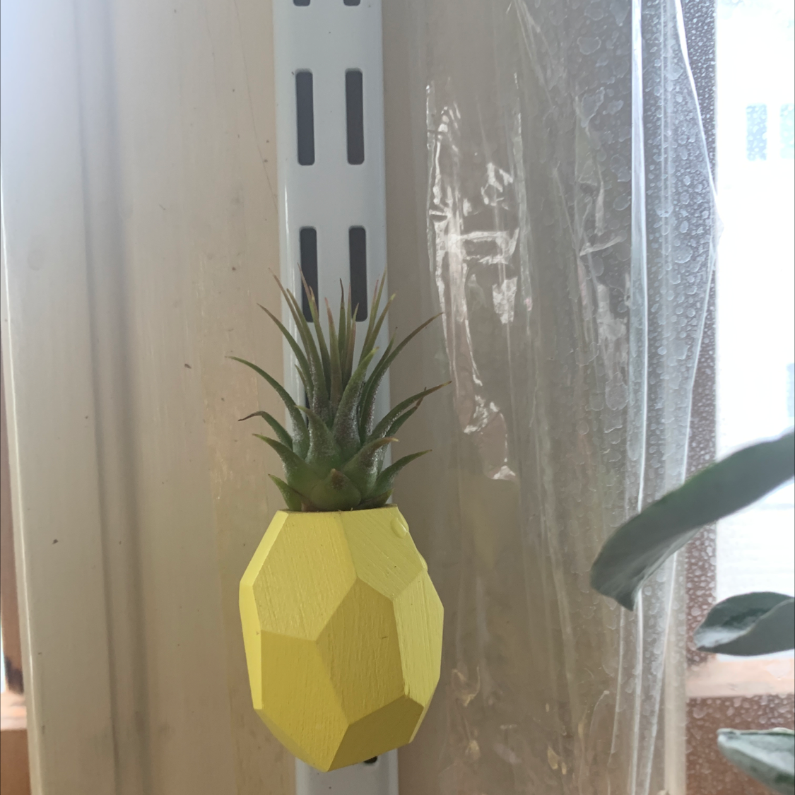 Tillandsia harrisii plant in a yellow geometric pot attached to a vertical metal support.