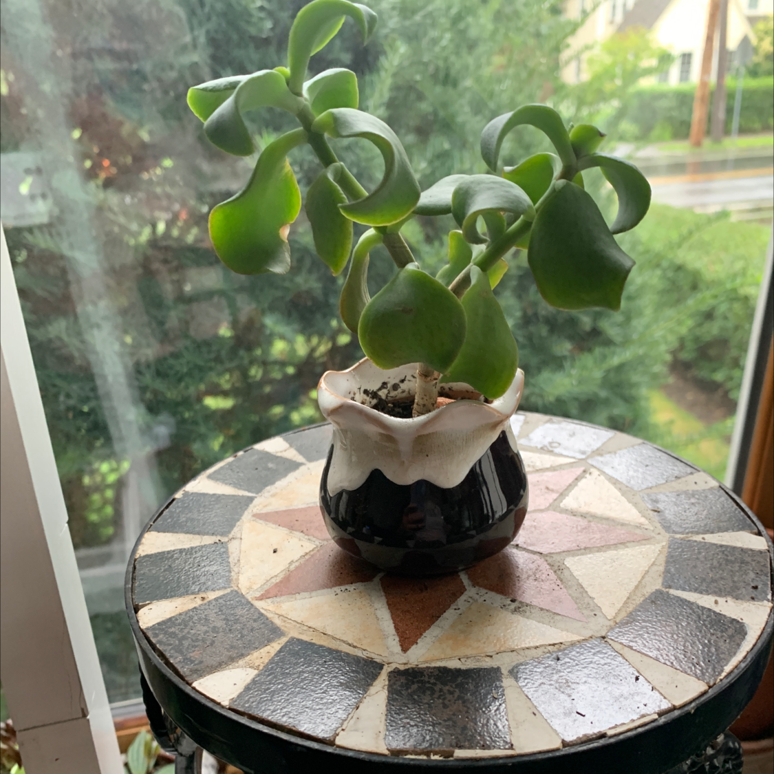 Ripple Jade plant in a small pot on a decorative table, with green leaves and no visible signs of disease.