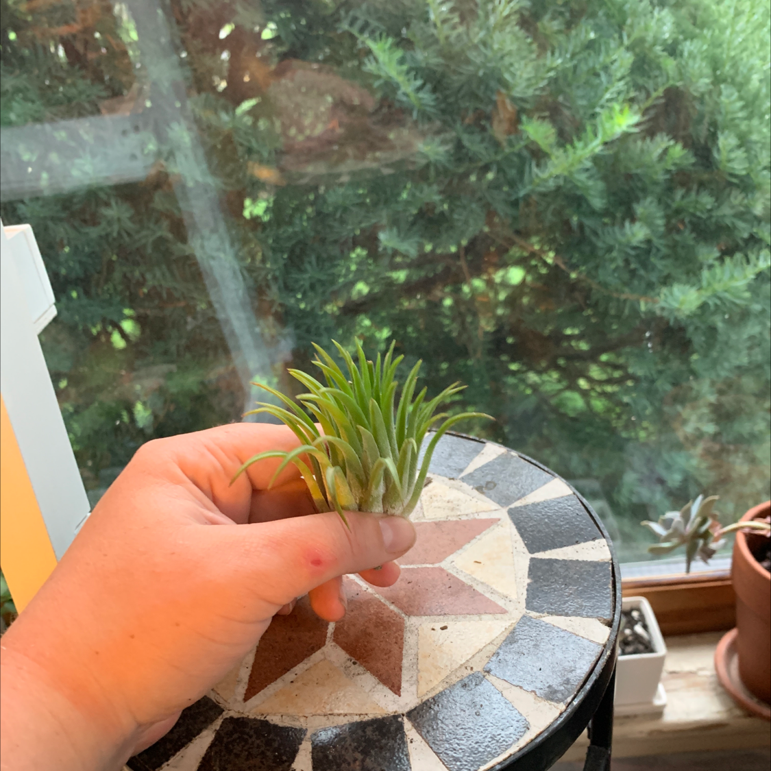 Photo of the plant species Rubra Air Plant by @Kissmycactass named Your plant on Greg, the plant care app
