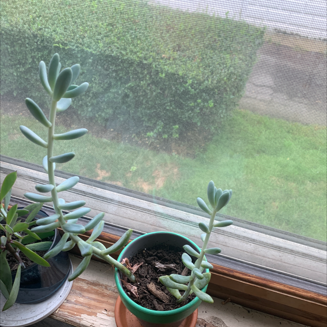 Photo of the plant species Crassula by @Kissmycactass named Your plant on Greg, the plant care app