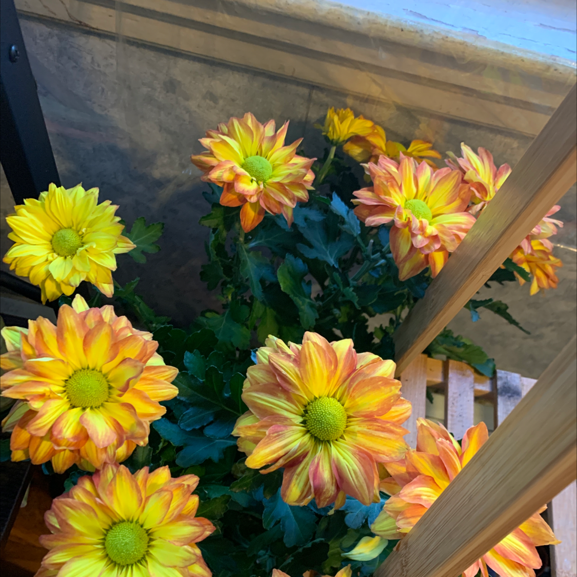 Photo of the plant species Common Zinnia by @Kissmycactass named Your plant on Greg, the plant care app