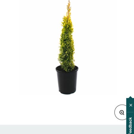 Photo of the plant species golden pine by Amber named Lexis tree on Greg, the plant care app