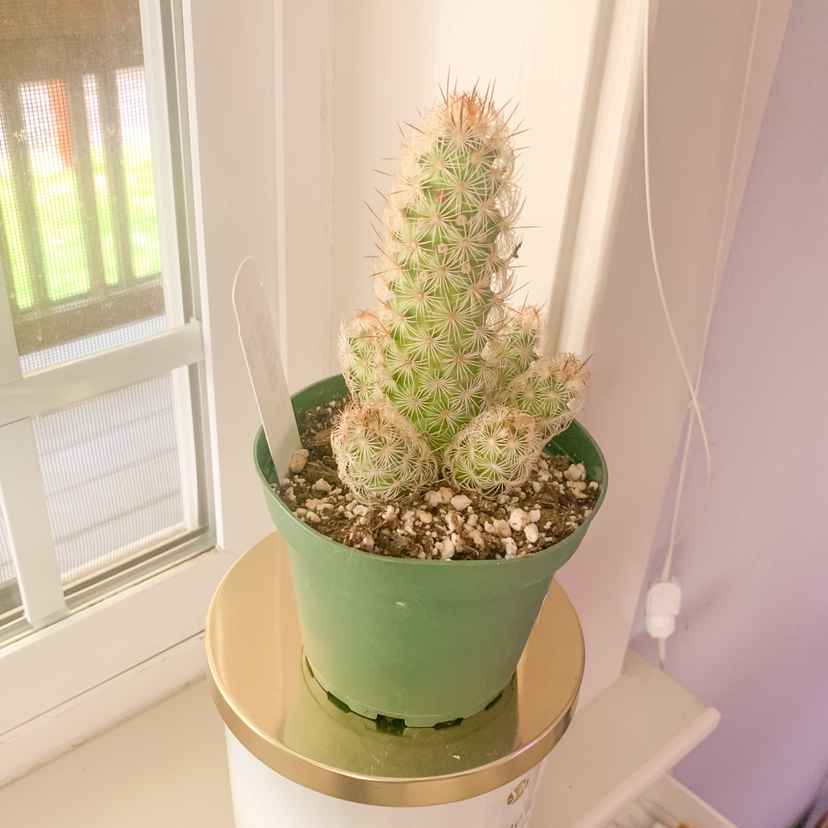 Lady Finger Cactus in a green pot near a window, appears healthy.