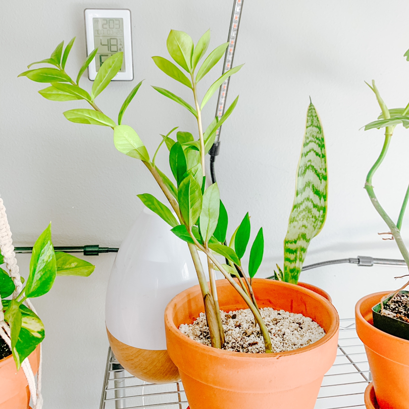 Zamioculcas Zamiifolia plant photo by @Damilka named Keanu Leaves on Greg, the plant care app.
