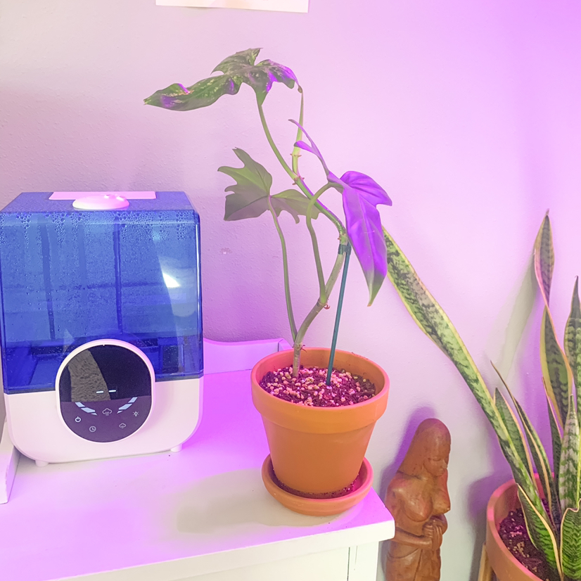 Horsehead Philodendron in a terracotta pot next to a humidifier and another plant.