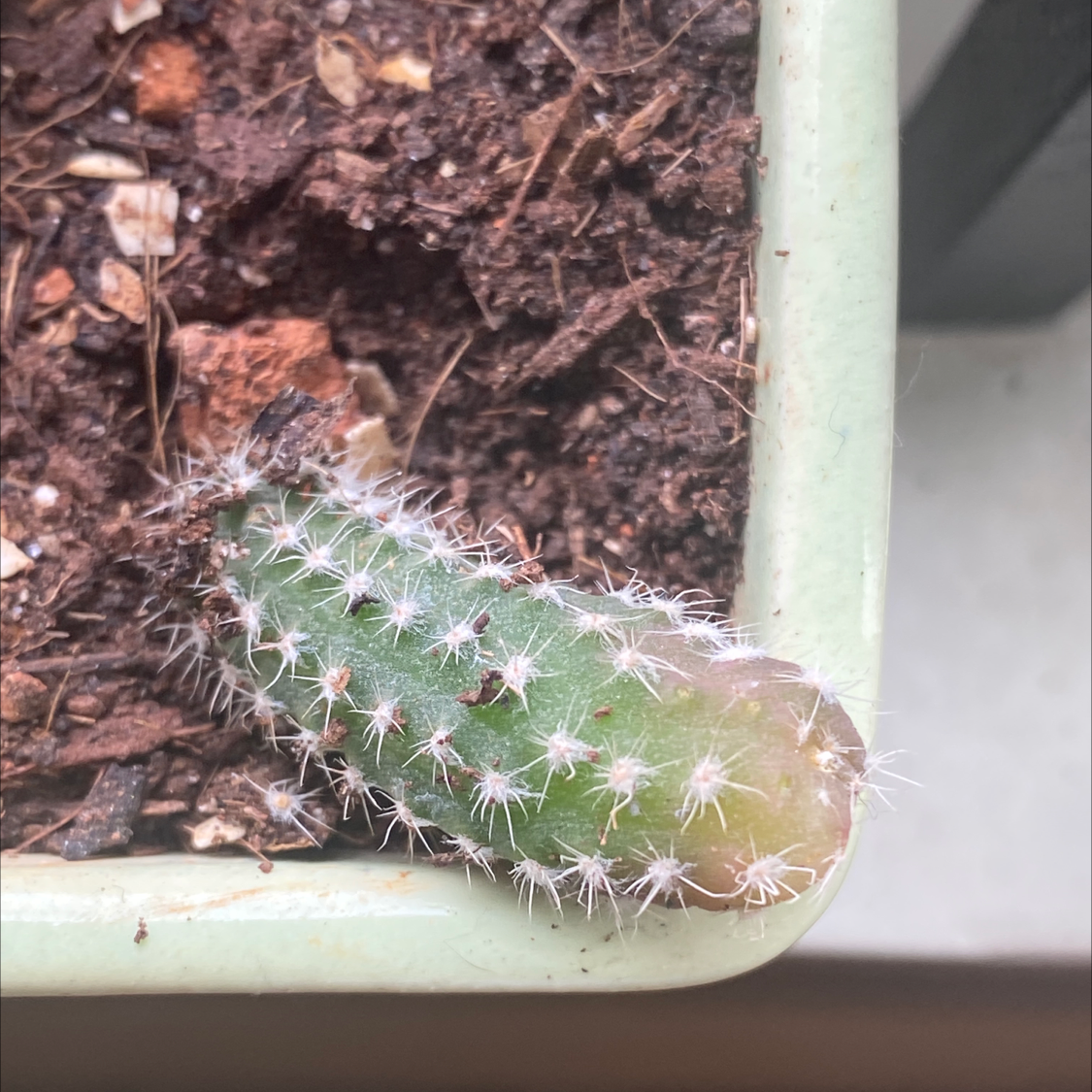 Photo of the plant species Peanut Cactus by @RajeevOasis named Peanut on Greg, the plant care app