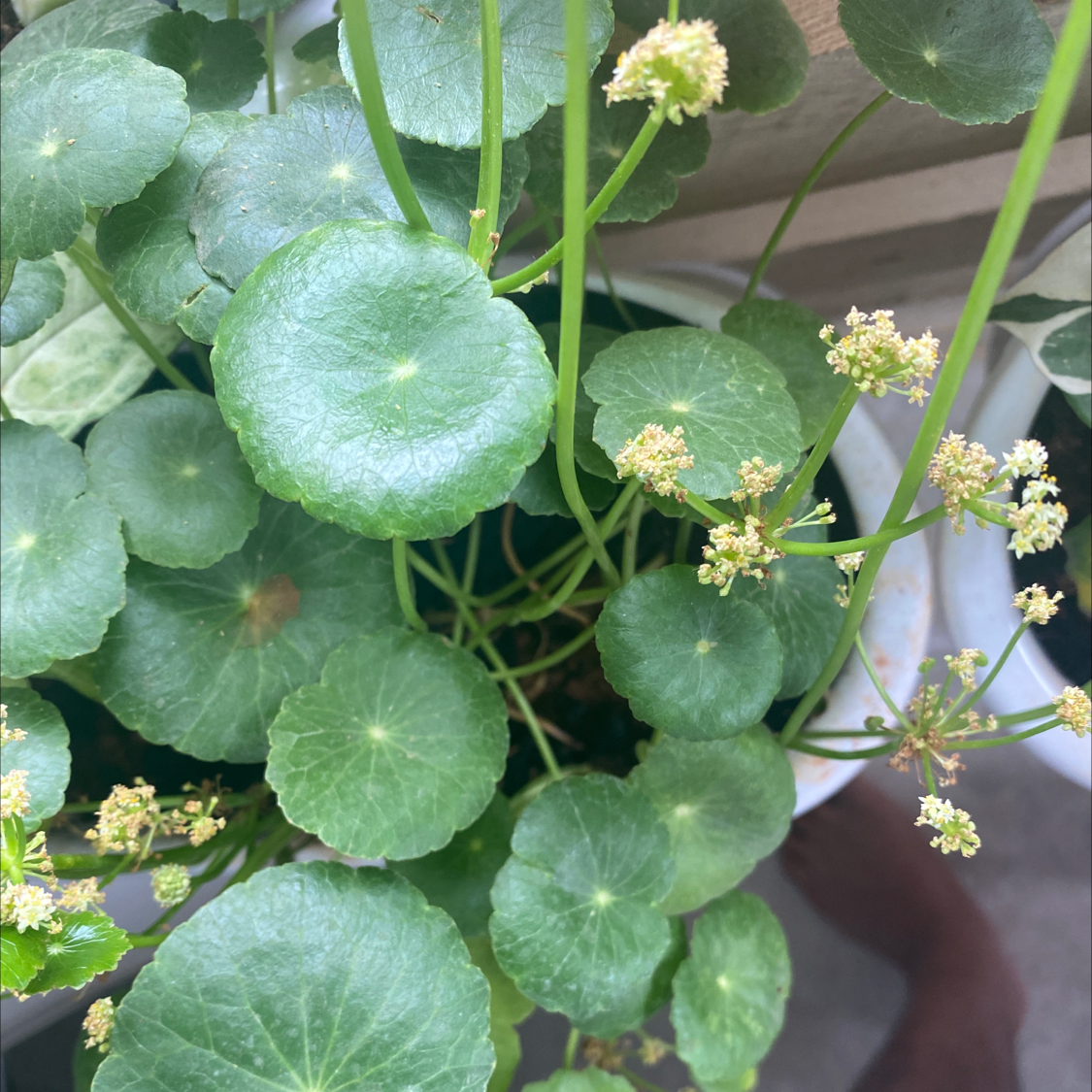 Photo of the plant species Manyflower Marshpennywort by @RajeevOasis named Penny Sr. on Greg, the plant care app