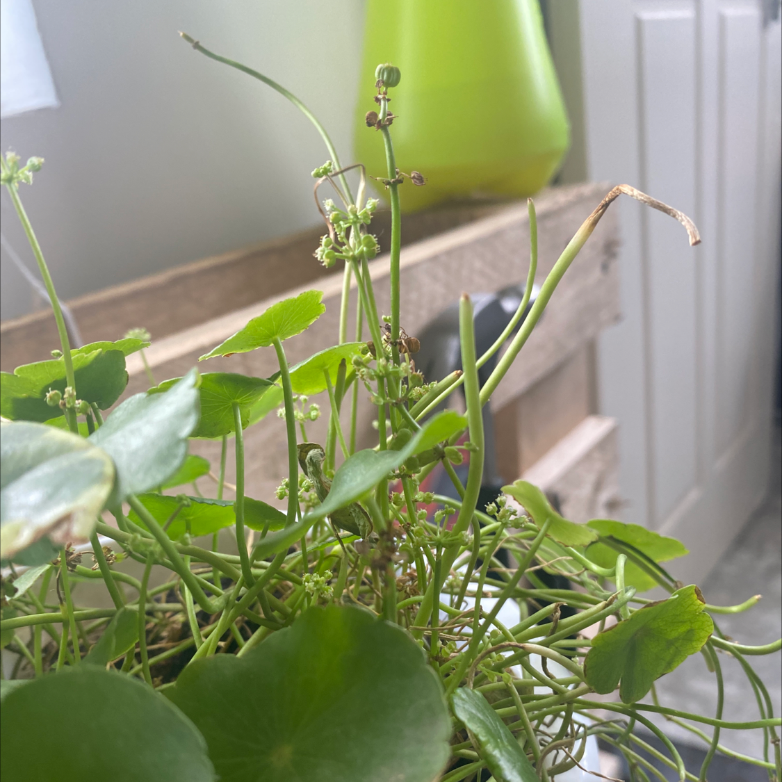 Manyflower Marshpennywort plant with round green leaves, some browning and wilting, indoors.