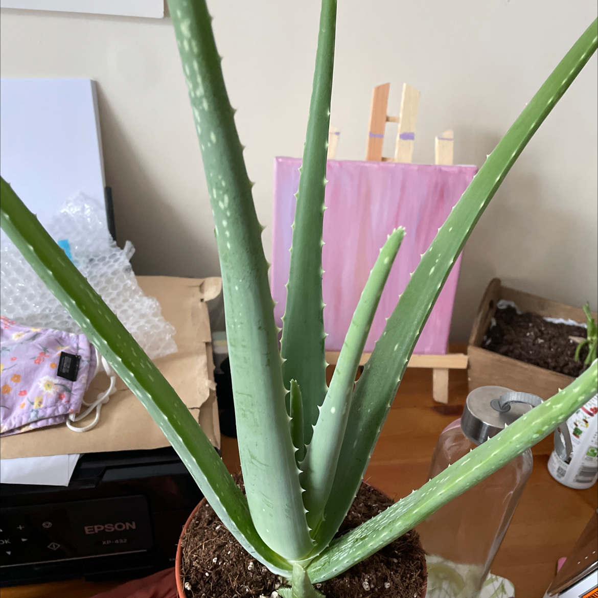 Aloe vera plant photo by @luizaosam named Stella on Greg, the plant care app.