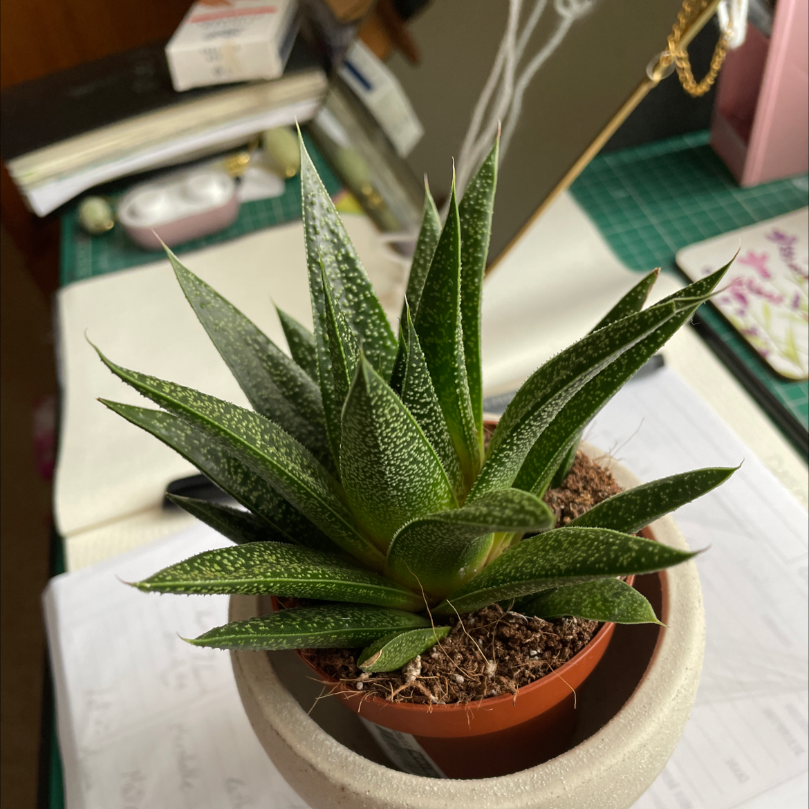 Ox Tongue plant photo by @luizaosam named Athena on Greg, the plant care app.