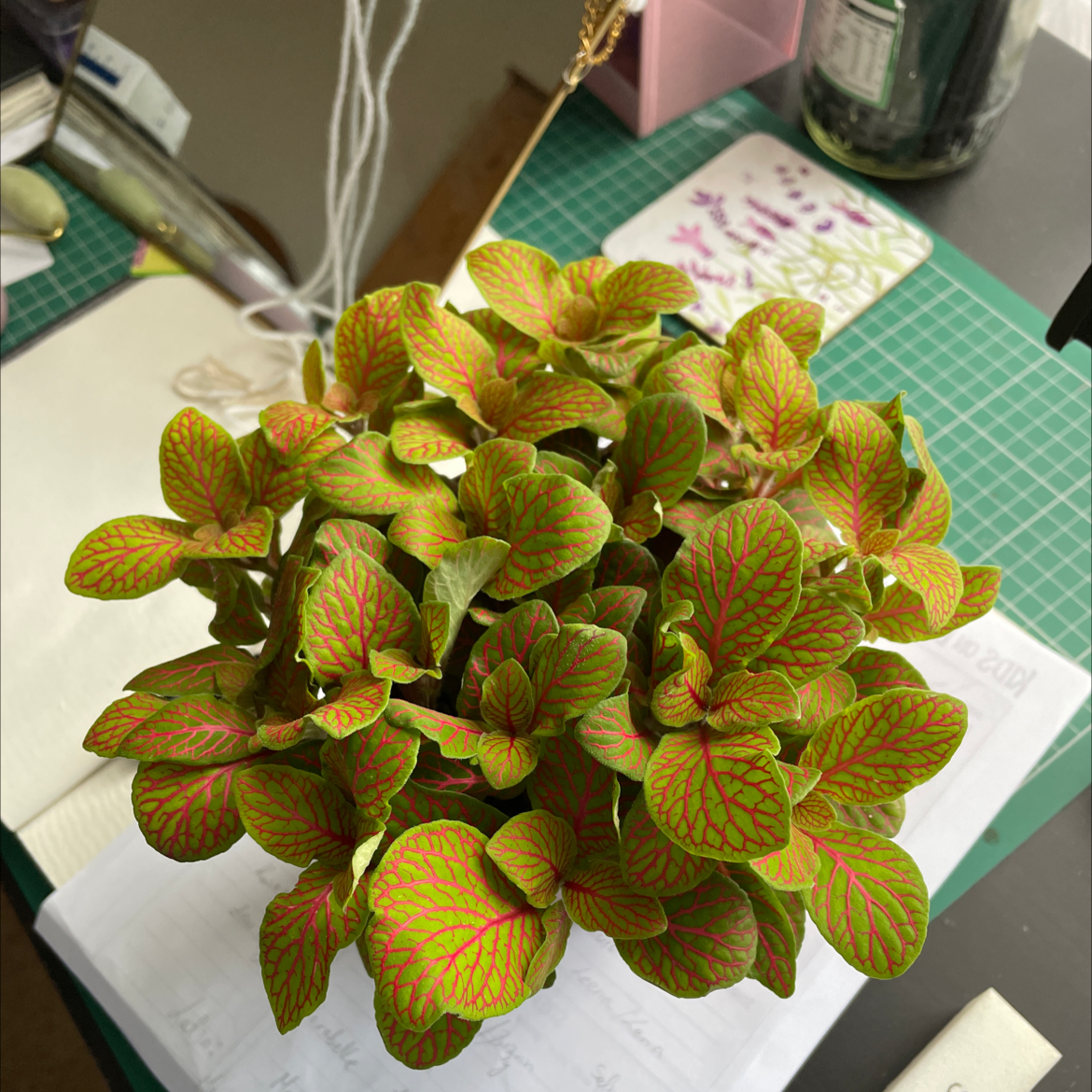 Nerve Plant plant photo by @luizaosam named Harper on Greg, the plant care app.