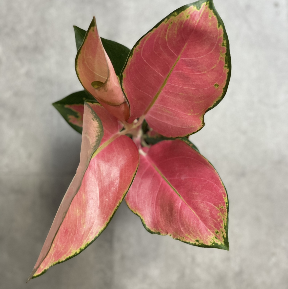 Top-down view of an Aglaonema 'Red Valentine' plant with pink leaves and green edges.