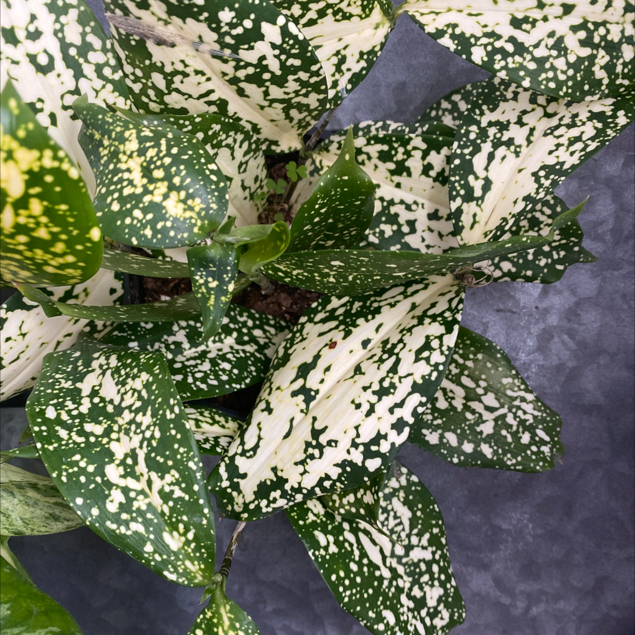 A healthy Gold Dust Dracaena plant with green and gold speckled leaves growing in a well-draining potting mix.